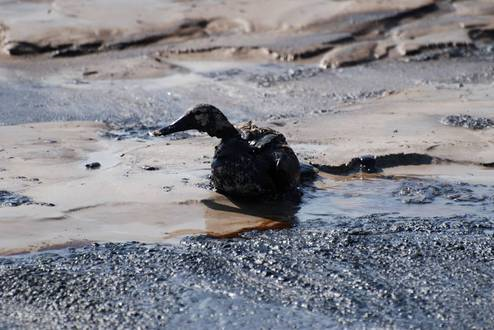 Duck in Syncrude tar sands tailing pond