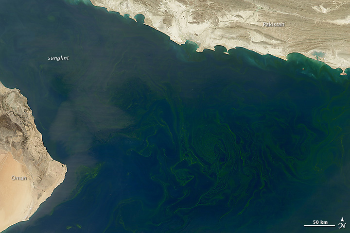 Phytoplankton swirl across the Arabian Sea on February 18, 2010. Instrument: Aqua - MODIS. NASA image by Norman Kuring, GSFC Oceancolor Team. 
