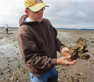 Growers rely on wild oysters, which typically grow in clusters like this. Third-generation shellfish farmer Brian Sheldon now must turn to oysters started in hatcheries. Photo by MCT.