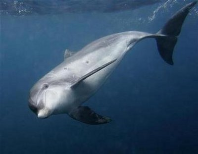 A wild dolphin swims in the ocean near Mikura island, 200km south of Tokyo, August 3, 2008 file photo. REUTERS / Yuriko Nakao