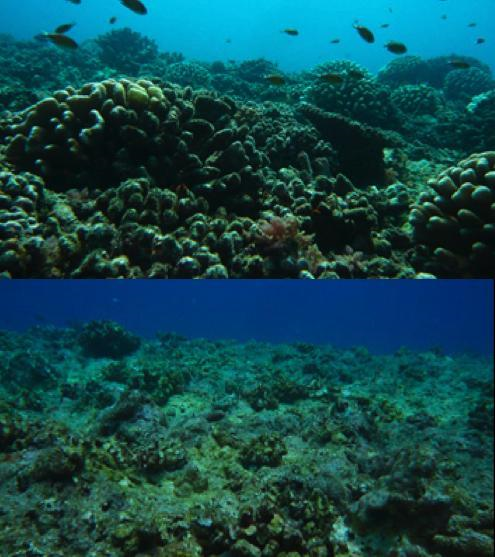 The Vaipahu site (North Moorea) at a depth of 6 meters, before (top) after (bottom) cyclone Oli had passed over it. (Credit: Copyright Mohsen Kamal)