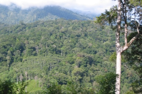 The government of Indonesia claims companies will have to meet strict standards before being allowed to operate in protected forests. (SP Photo)br /Opening of Indonesia's Prote