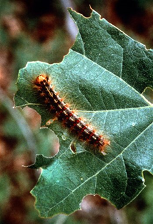 This 1999 file photo released by the Iowa Department of Natural Resources shows a gypsy moth caterpillar on a leaf. All or part of 20 states from Maine to Wisconsin to the northeastern corner of North Carolina are under gypsy moth quarantine. Months of heavy rains throughout the South are forcing International Paper Co. to look beyond its usual suppliers for wood for its central South Carolina mill and turn to places that are known to have tree-destroying gypsy moths. (AP Photo / Iowa DNR)