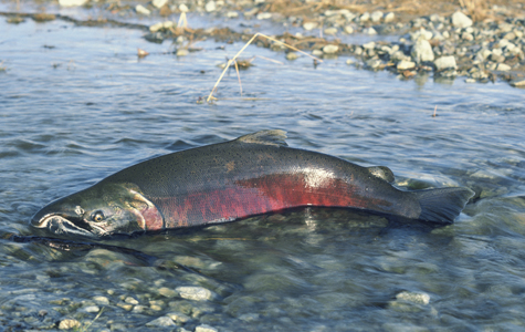 Chinook salmon are encountering increasingly harmful rivers. Credit: Dave Menke / USFWS