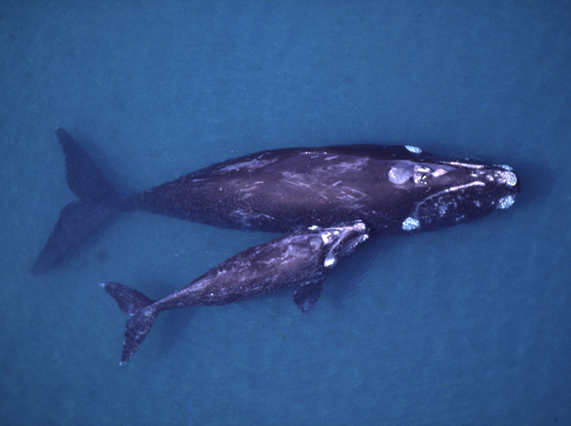 North Atlantic Right whale mother and calf. Via Nature's Crusaders