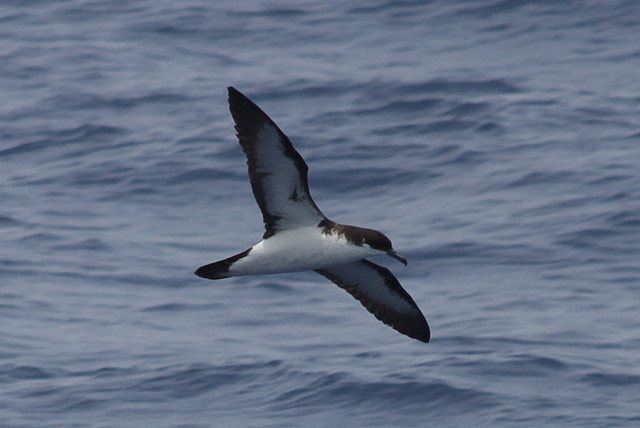 Newell's shearwater. Photo by Robin Baird via www.cascadiaresearch.org