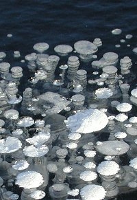 Methane bubbles trapped in lake ice in October (Image: Katey Walter)