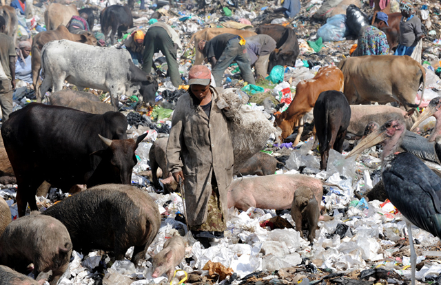 A woman sorts through a heap of garbage at the Dandora dumping site among other people, cattle, pigs and storks, in Nairobi on December 10, 2009. The dumping site was declared full and a health hazard for the neighboring population in 2001 but chemical, hospital, industrial, agricultural and domestic waste are still dumped here and left unprocessed. (SIMON MAINA / AFP / Getty Images) 