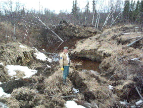 Thawing permafrost creates another &lsquo;drunken forest&rsquo; near Fairbanks. Credit: Vladimir Romanovsky. via farnorthscience.com