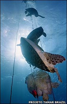 Marine turtles drown when trapped in fishing gear.  Projeto Tamar Brazil