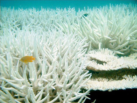Coral reef after a bleaching event. These corals will die unless the algal symbionts quickly repopulate the coral. Most scientists believe that usually warm sea surface temperatures are at least partially responsible for regional bleaching events. &copy; 2003. Reef Futures. Courtesy Ray Berkelmans, Australian Institute of Marine Science.