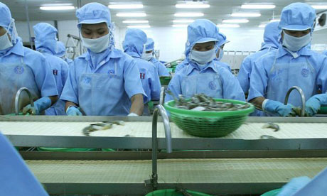 Vietnamese women separate shrimp at a factory in the Mekong Delta. Photograph: EPA