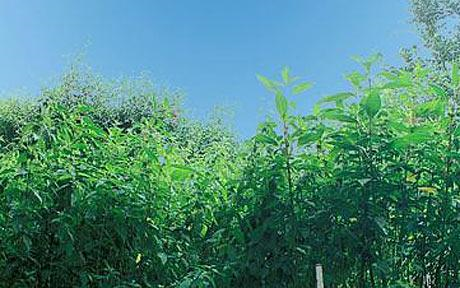 Nettles are the most common plant in the countryside, according to a survey. Telegraph