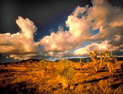 Soaptree grasslands, Arizona. skyislandalliance.org