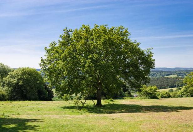 An English oak. Woodland groups fear the new threat will be worse than Dutch elm disease. ALAMY