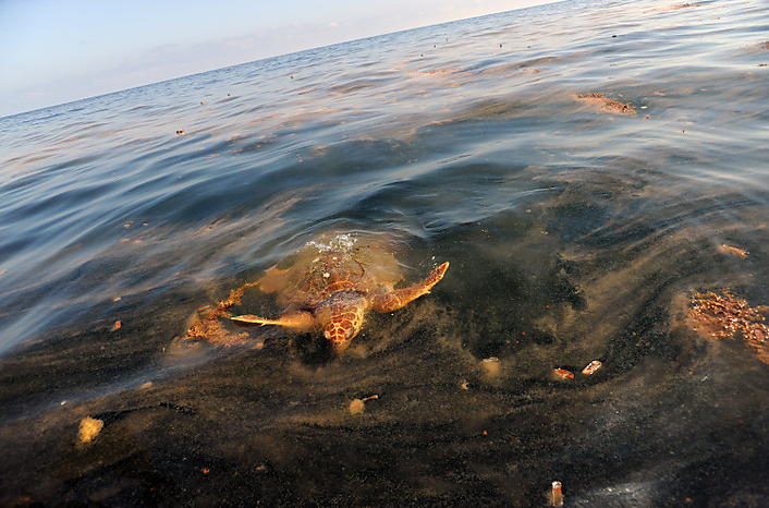 A sea turtle surfaces at South Pass, Louisiana, to feed on an oil-contaminated Portuguese man-of-war -- a sea creature often mistaken for a jellyfish, 5 May 2010. Since the spill, authorities have found 186 sea turtles, most of them dead. Carol Guzy / The Washington Post