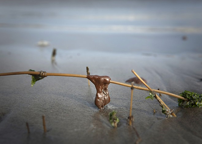 A glob of oil from the massive BP oil spill in the Gulf of Mexico sits on a reed on a beach in Southwest Pass, Louisiana, 15 May 2010. Lee Celano / Reuters