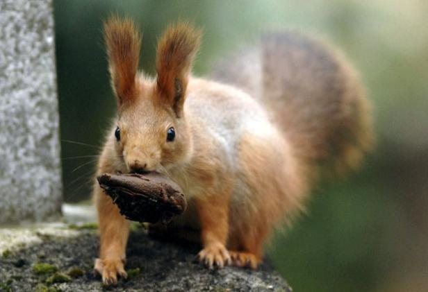 The rapid decline of the red squirrel in Britain is continuing, the 'UK Biodiversity Action Plan' report warns. AP