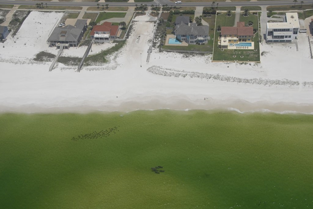 The pod of manatees in the lower middle of this photograph was spotted swimming westward along the shore of Destin, Fla., on Thursday, May 20, 2010. A school of rays is visible to the left of them. (Photo courtesy Scott Jackson / PhotosFlorida.com)