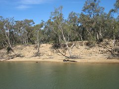 Murray River in April 2007. Echuca, Victoria. Photo by Julie Dunne.