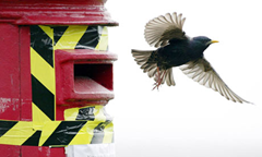 A family of Starlings has chosen a post box for the third year running in an Essex seaside town to raise their young brood. Photograph: East News / Rex Features