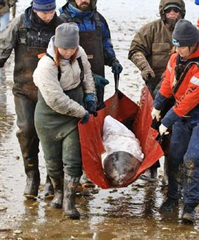 A dolphin strands in Wellfleet in February. New research may show a link between coastal pollution and such events. Cape Cod Times /Steve Heaslip