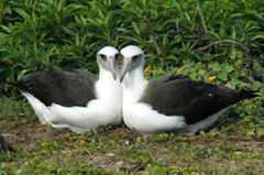 A female-female pair of Laysan Albatross. Females cooperatively build nests and rear young when males are scarce. (Credit: Eric VanderWerf)