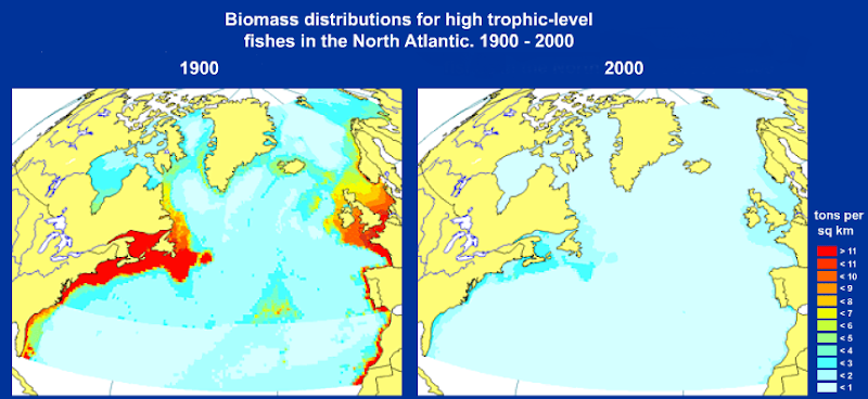Biomass distributions for high trophic-level fishes in the North Atlantic 1900-2000