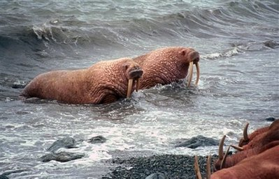 [capt.8bbe847e58014d93987ae575fc996390.sea_ice_walrus_ak501[1][2].png]