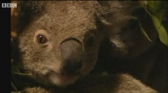 Researchers Deborah Tabart and Hugh Possingham on the demise of koalas