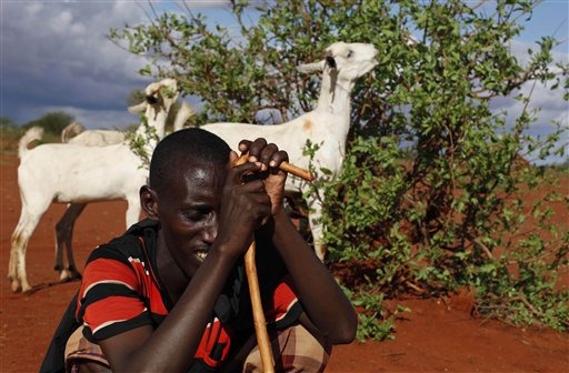 This Oct. 22, 2009 photo shows a Somali Kenyan man resting as his goats feed on leaves in the settlement of Dela in northern Kenya near the Somali border. (AP Photo / Karel Prinsloo)