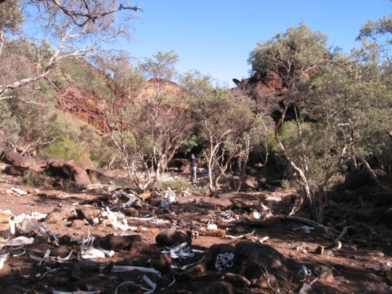 The bones of up to 60 camels lie in a dry creek bed in the Gibson Desert in May, 2008. (User submitted: Gerry Reilly)
