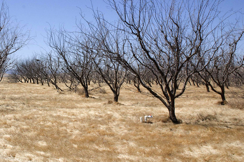 Orchards wither in the dry fields near Interstate 5 north of Coalinga, Calif. The area has been rocked by a combination of environmental and political developments. Photo by Agricultural Sustainability Institute, UC Davis