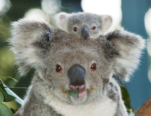 Koalas in Brisbane Koala Bushlands