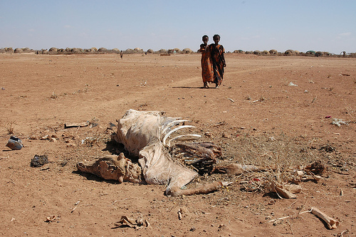 One of thousands of dead cattle in Denan, southern Somali Region, Ethiopia, where there are early signs of a major drought, 16 Jan 06. Andrew Heavens Denan via flickr