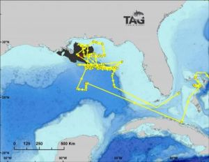 This shows the track (yellow line) and daily positions (dots) of a giant bluefin tuna electronically tagged off Canada on October 25, 2008&mdash;which spent the period from March 23-May 24, 2009, in the Gulf of Mexico. The track is overlaid on the area of the Deepwater Horizon oil spill as of May 24, 2010 (black). Peak spawning of bluefin tuna occurs in this area during April and May. Image courtesy Tag-A-Giant Foundation and Stanford University via motherjones.com