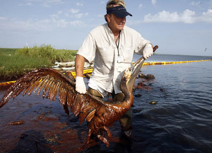 P.J. Hahn, an employee of Plaquemines Parish, Louisiana, rescues a brown pelican from oil-filled waters on Queen Bess Island Saturday. Oil from the massive BP oil spill in the Gulf of Mexico has fouled the marshlands and injured wildlife. A.J. Sisco, The Times-Picayune