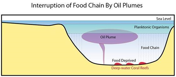 Interruption of food chain by oil plumes: deep-water coral reefs and planktonic organisms. rsmas.miami.edu 
