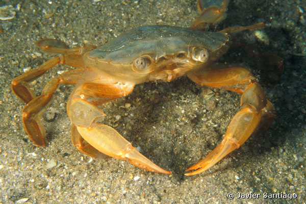Polybius henslowii Leach, 1820. Ria de Muros, Galicia, North-West Spain. Depth 3 meters. &copy; Javier Santiago