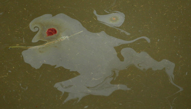 A fish swims in the oily waters of the Gulf of Mexico off the coast of Grand Isle, La. Wednesday, June 9, 2010. Scientists have discovered two low-oxygen pockets off the Alabama coast. AP Photo / Charlie Riedel