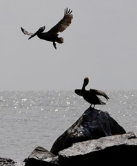Brown pelicans are seen in Drakes Bay near National Guard operations to block passes in a effort to protect the areas from oil from the Deepwater Horizon spill, Friday, June 11, 2010, near Venice, Louisiana. AP Photo / Eric Gay