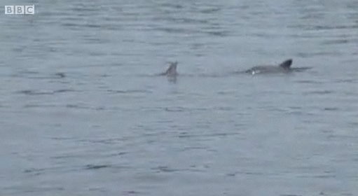 Alabama dolphin exposed to oil spill, 18 June 2010. BBC