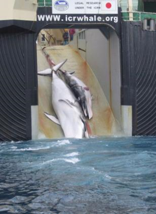 A dead minke whale and its calf are winched on to the Japanese whaling vessel Yushin Maru. EPA