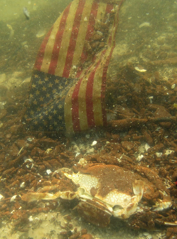 A speckled crab is almost completely encased in a thick layer of oil just offshore of the Bon Secour National Wildlife Refuge in Baldwin County, Alabama, 19 June 2010. Discarded items, such as this American flag, are similarly encrusted with the thick, goopy oil found hugging the seafloor in several locations along the Gulf of Mexico beach. Press-Register photo / Ben Raines