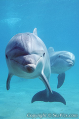 Bottlenose dolphins, Tursiops truncatus, Israel, Red Sea, Indian Ocean. SeaPics.com