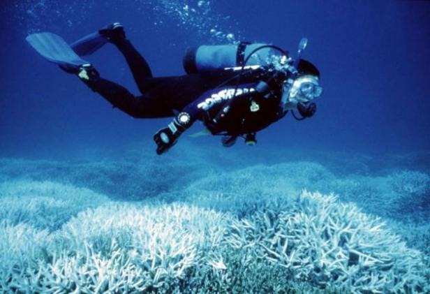 Save the ocean's rainforests: bleached coral heads off the Keppel Islands in Queensland. Reuters 