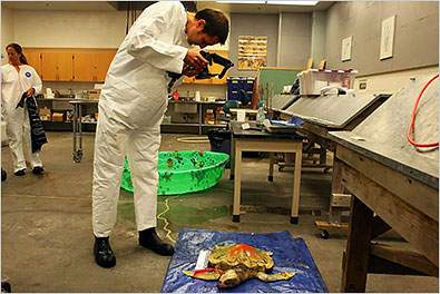 Dr. Brian Stacy, a veterinary pathologist who works for the National Oceanic and Atmospheric Administration, is conducting necropsies on sea turtles found dead in the Gulf of Mexico, to begin the process of determining what killed them. Nicole Bengiveno / The New York Times