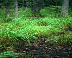 Tussock sedge (Carex stricta), Zekiah Swamp, Western Shore of Chesapeake Bay in Maryland. Credit: Dave Davis