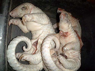 Poached, descaled, frozen pangolins. Courtesy of and &copy; EW / TRAFFIC