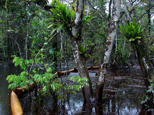 A section of wetland is cordoned off after being affected by an oil spill from a Shell pipeline near the Engenni community of Joinkarama 4, October 2006. Since the discovery of oil in Nigera over 50 years ago, the amount of oil spilt has represented the equivalent of one Exxon Valdez disaster per year. Microwave Chef via flickr